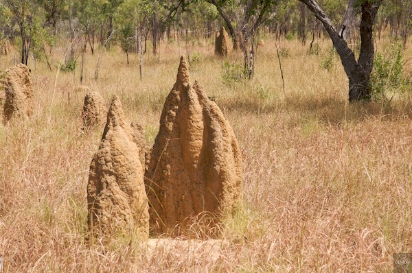 AustraliaAdelaide 10  076